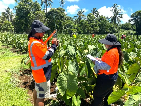 Students recording data in a taro field.