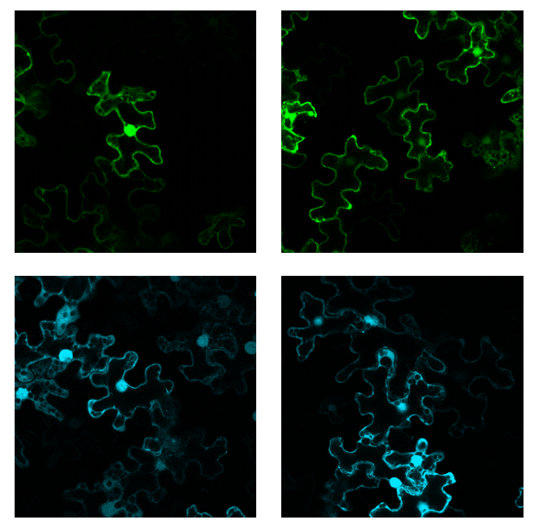Microscopy image of tobacco cells expressing fluorescent proteins.