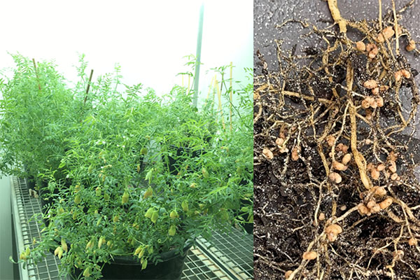 Two pictures, one of an alive plant, the other of the same plant dead and dried out