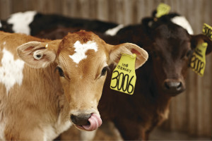 Two young cows, tan and white and black and white, with yellow tags in their ears, turn their heads to look at the camera.