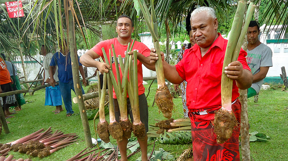 Two men in red shirts holding up harvested taro.