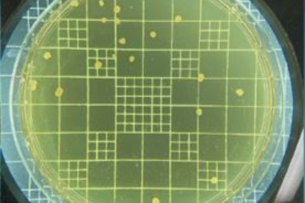MRS agar plate