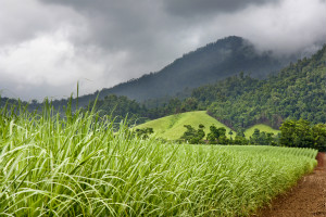 A field of growing sugar cane next to a red dirt road with a blue mountain in the background