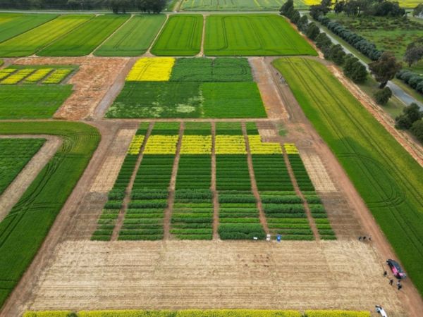 Aerial view of paddock sectioned off into different test crops.