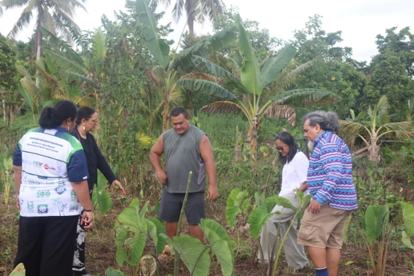 Five people standing in a taro growing field.