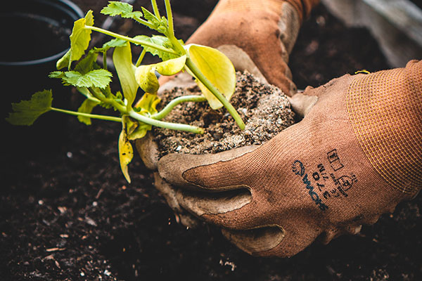 Gloved hands planting a seedling in the ground