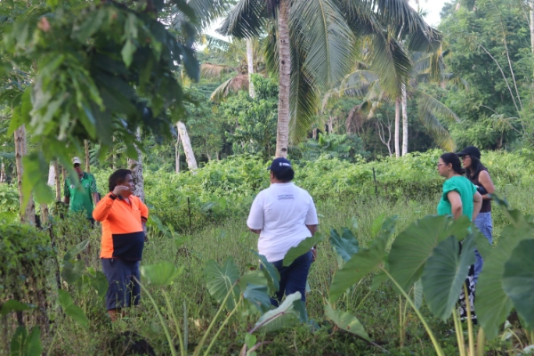 People standing in a taro growing field.