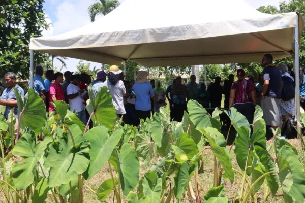 People gathered under an outdoor marquee with crop plants in the foreground.