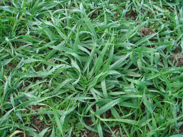 Pasture variety selection decisions of farmers: Influence points in the seed value chain
