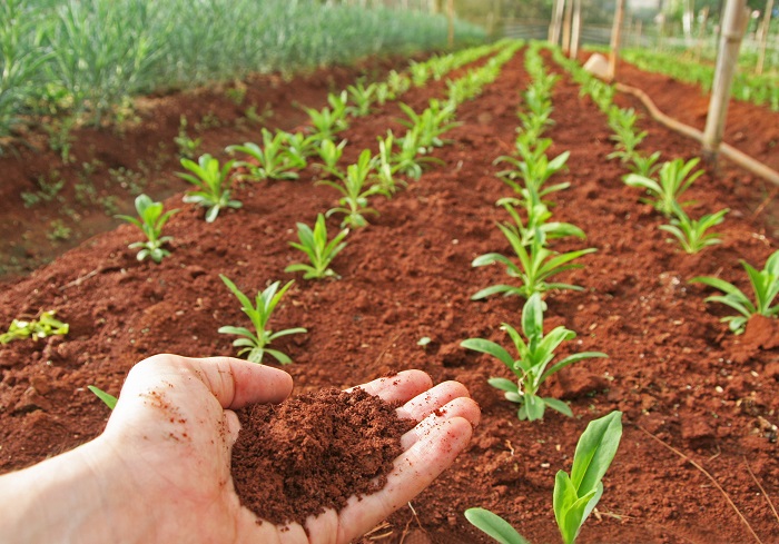 crop growing in fresh soil