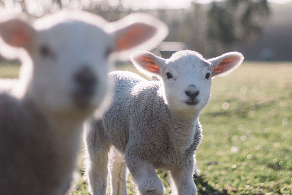 Two lambs in a green paddock