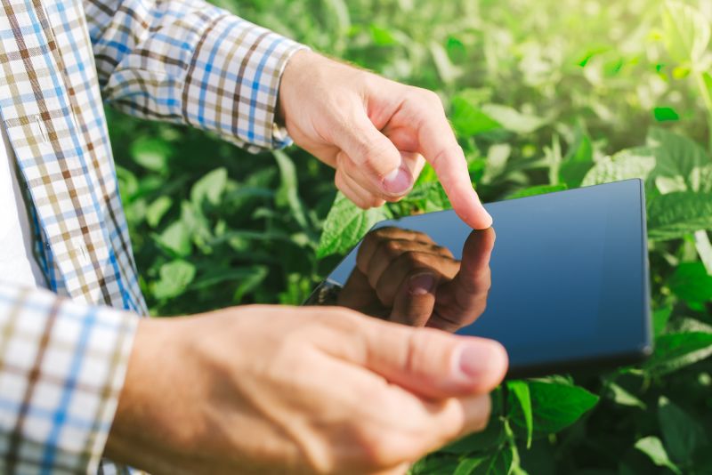 Close up of person's hands using ipad standing amongst a crop
