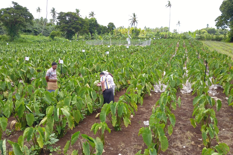 Taro growing field in Tonga with three people standing amongst the plants.