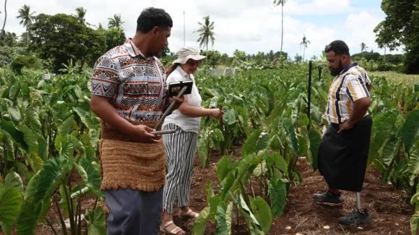 Three people standing in a taro field.