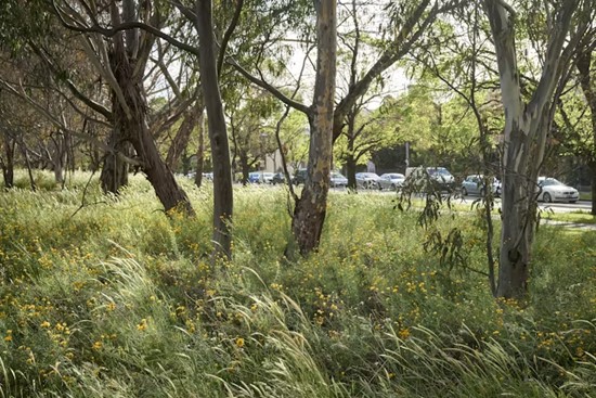 a diverse native grassland restored under native eucalypt trees in an urban park on a sunny day
