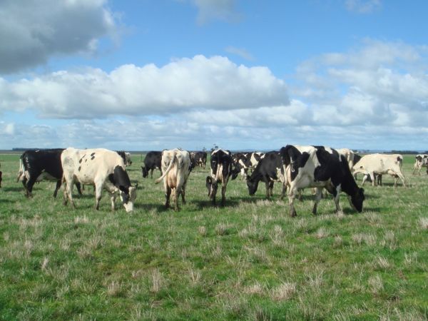 Pasture variety selection decisions of farmers: Influence points in the seed value chain