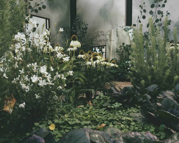 Garden by Jaz Rhodes