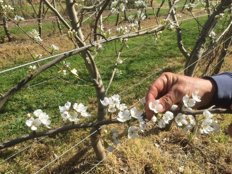 Blossoming fruit tree in an orchard, a hand picking flower from a branch.