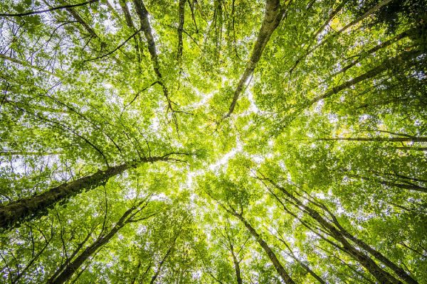 Looking from the ground directly up into a canopy of green trees