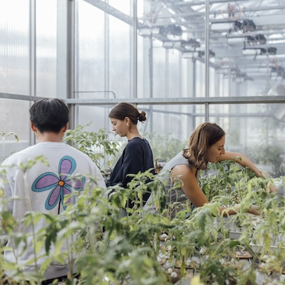 Three students handling plants in the glasshouse