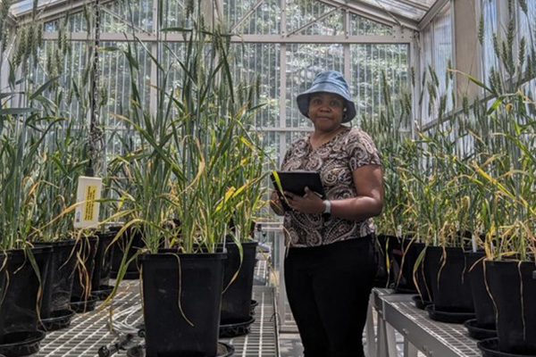 Jummy Ogedengbe standing in a greenhouse amongst grain plants