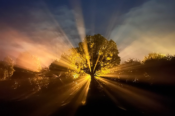 Sunlight shining through a silhouette of a tree