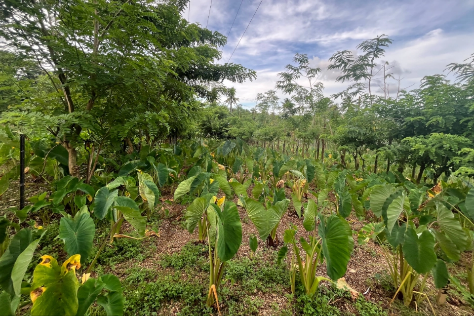 Taro growing field in Samoa.