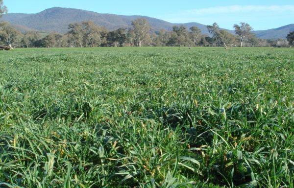 Pasture variety selection decisions of farmers: Influence points in the seed value chain