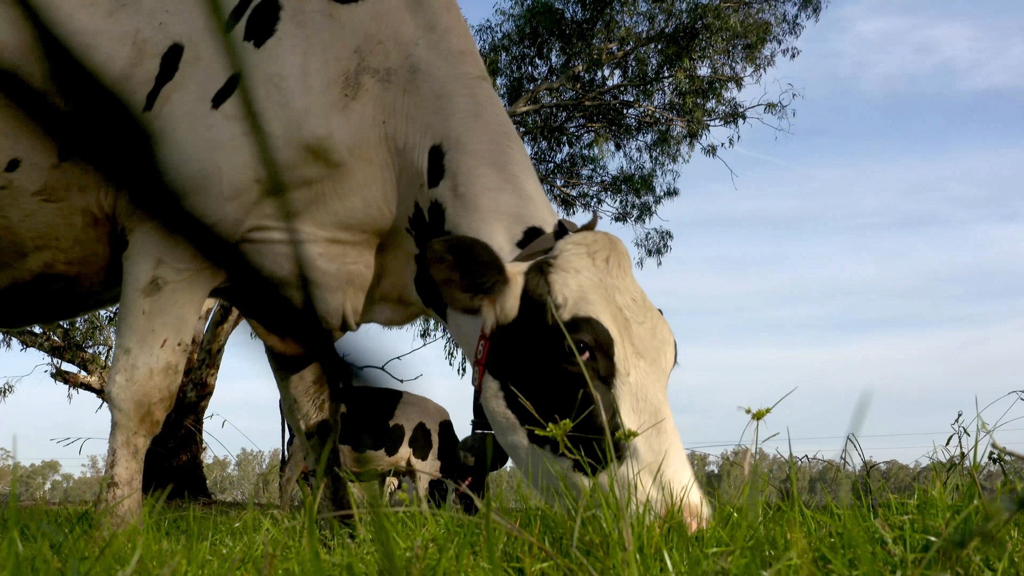 A black and white cow grazing at green grass.