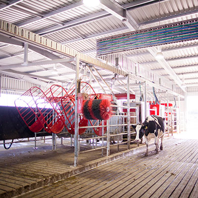 Dairy cow walking into a milking shed with extensive mechanical fences