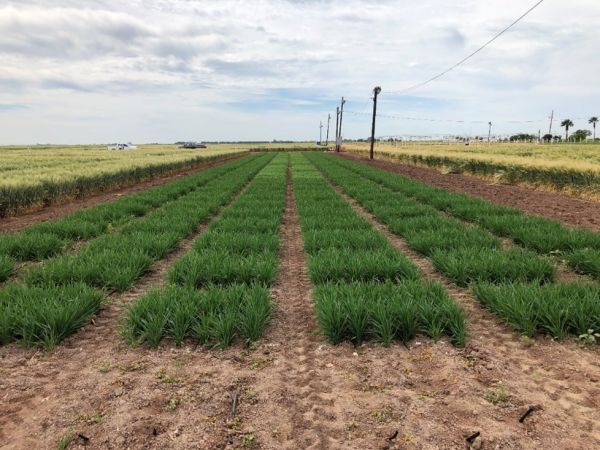 Lines of green grain growing in a paddock.