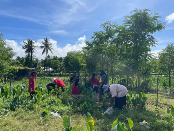 People working in a taro field.