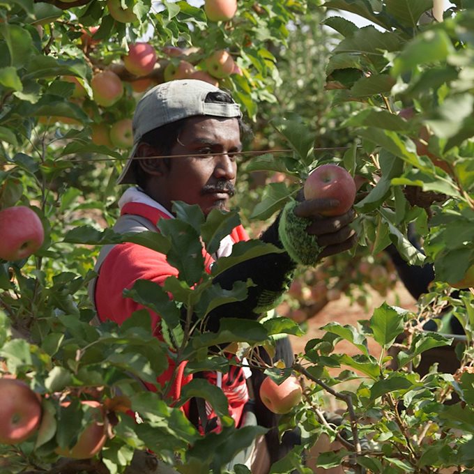 Fruit picket picking apples in a orchard