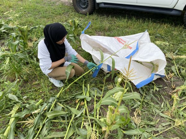 Lilik Astari, PhD candidate, collecting corn stalk in Boisdale,