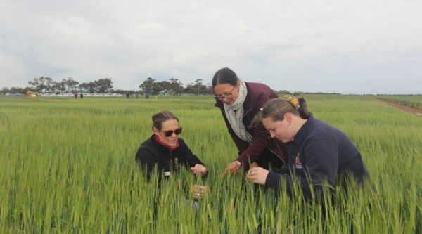 A/Prof Dorin Gupta with BCG CEO Fiona Best and BCG staff standing in a green crop examining the plants.