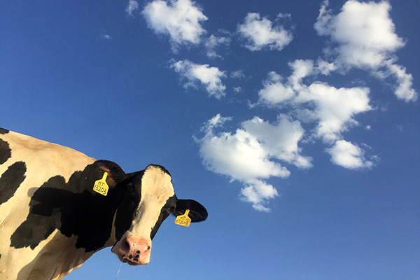 Dairy cow looks downward into the camera with blue sky behind