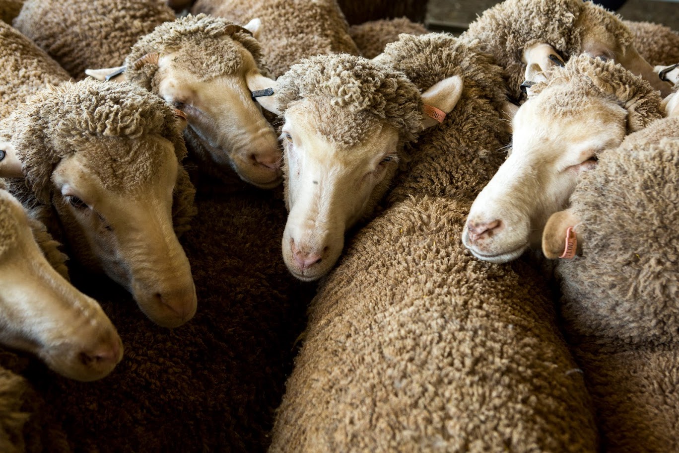 A group of sheep in a pen.