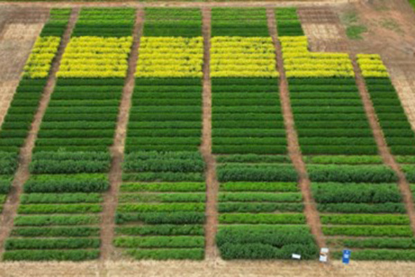 View down on crops growing in rows