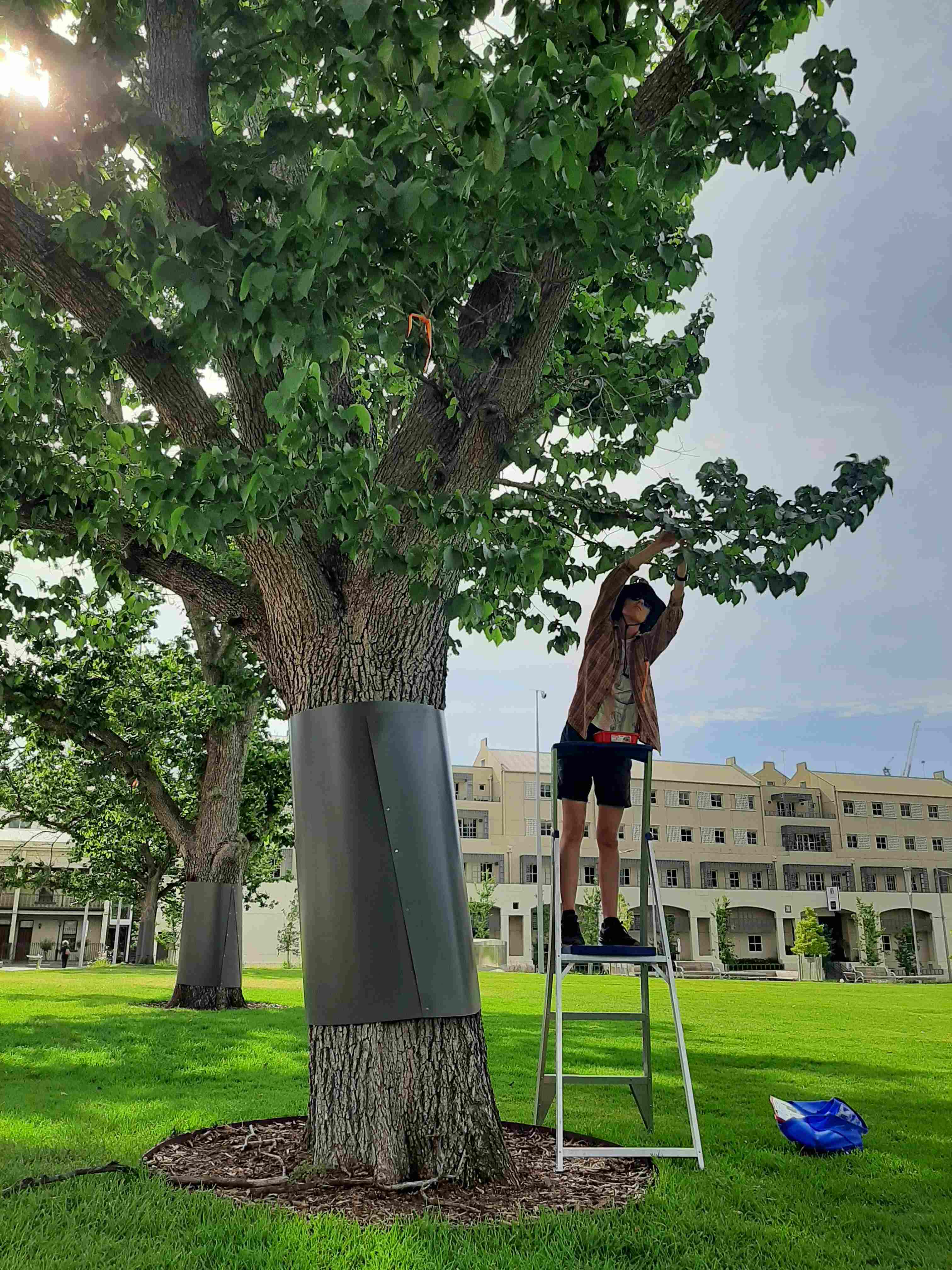 researcher on a step ladder reaching up to a tree branch in a park