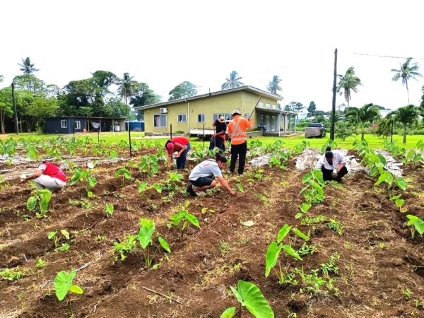 Students working in a taro field.